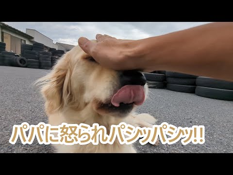 まったく。パパに怒られ頭をパシパシ！ゴールデンレトリバーティト。