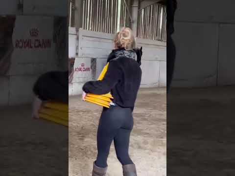 Me trotting on Danny the dales pony without leader or anyone holding onto the head collar 