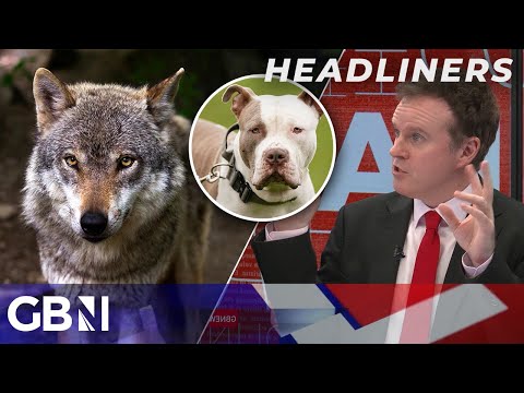 'We don't want wolves!' - Campaigner claims dogs MORE dangerous than wolves in push to rewild