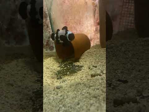 Female black phantom clownfish for sale 
