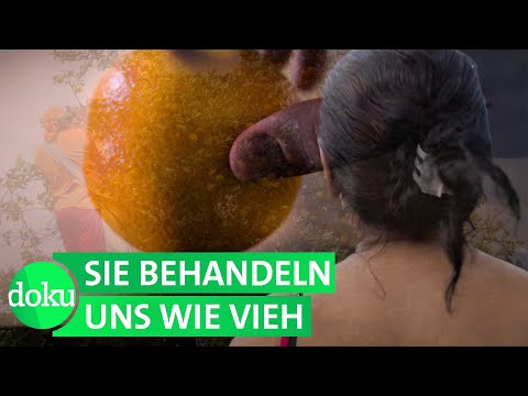 Orangensaft: Wer zahlt den Preis für unseren Durst? | WDR Doku