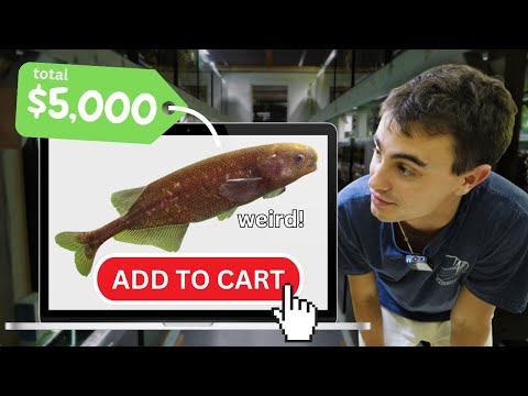 Import Day! $5,000 in Freshwater Fish for the Shop Bug Buffet & Green Cuisine Available Here - https_//purefin.shop/ 
BUY MY FISH ↠ https_//keepingfi