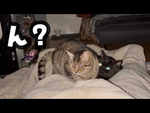 猫のお世話で終わった3日間だが…