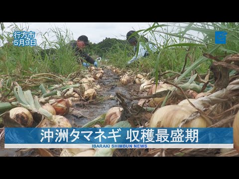 沖洲タマネギ 収穫最盛期 行方市