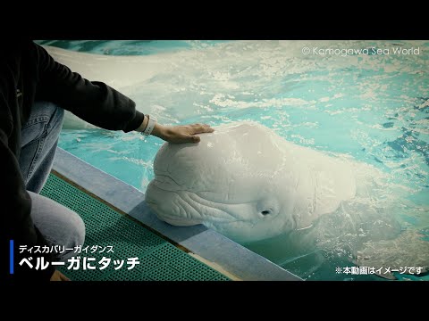 【鴨川シーワールド】ベルーガにタッチ