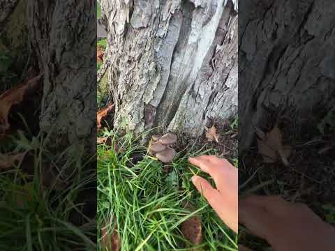 พาชมตอเห็ดนางรมที่หมู่บ้าน