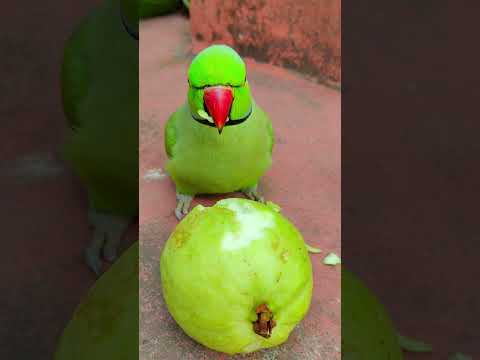 mithu talking parrot 🦜🦜 eating fruit 😋 #talkingparot #petbird #eatingshow #eatingfruit #reelsvideo