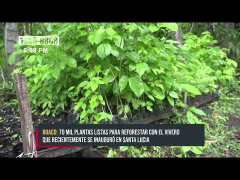 Exitosa inauguración de vivero con 70 mil plantas en Boaco - Nicaragua
