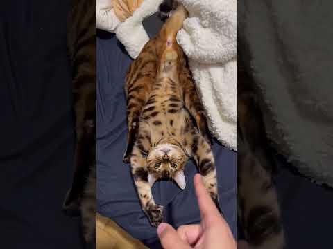 Voltaire en Y 🤣🤣