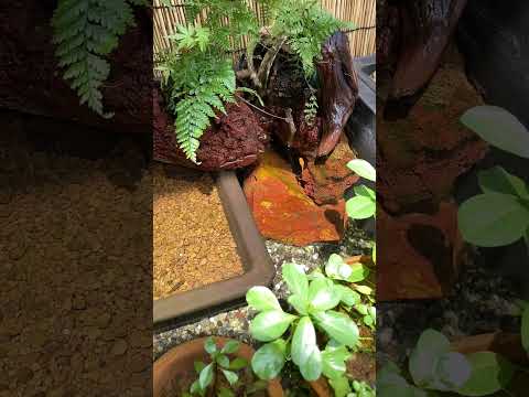メダカの泳ぐ姿と水の音に癒される #shorts #ビオトープ