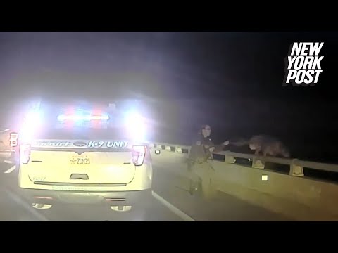 Video shows Fla. sheriff’s deputy saves police dog after it tried to jump to its death off bridge
