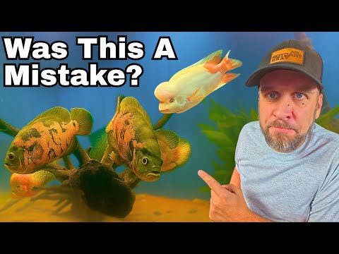 More Giant Oscars... I Bought Them All adding oscars to my monster fish tank

Uncommon Aquatics is a place for all lovers of fish keeping a