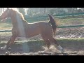 Show jumping horse Mooie 4 j merrie van Falaise de Muze