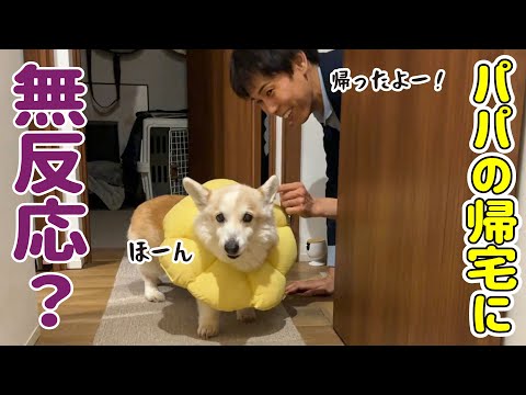 【切ない現実】大好きなパパが出張から帰宅...まさかの塩対応!?