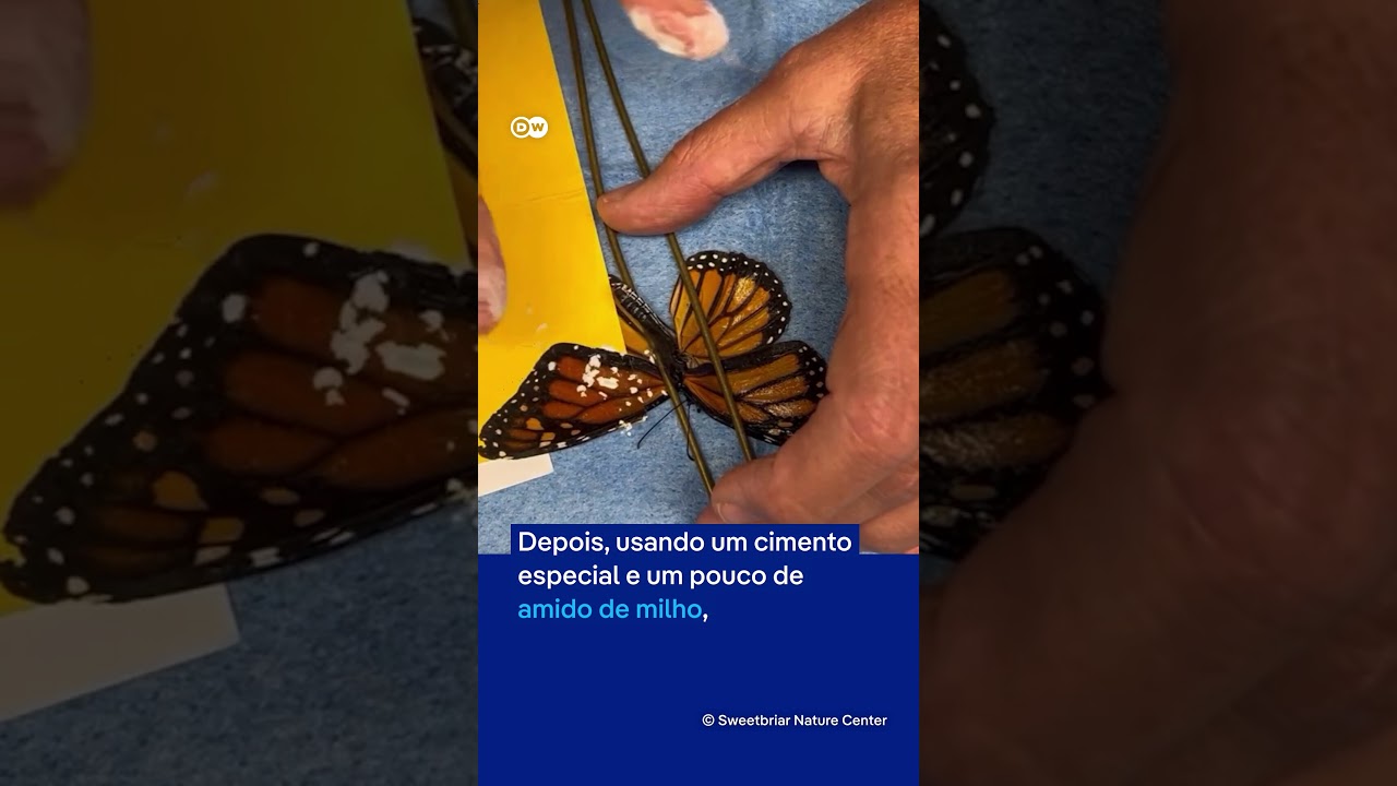 O delicado transplante de uma asa de borboleta