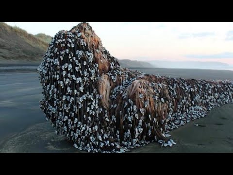 Tsunamilerden Sonra Görülen En Garip 10 Şey!