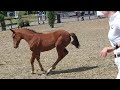 Show jumping horse Scherp langgelijnd merrieveulen Sister Rosetta O'Hara wh