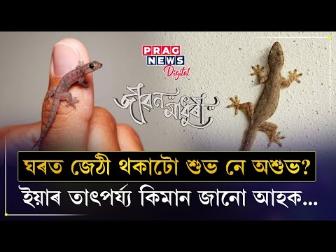 When a lizard appears in a house, is it lucky or unlucky?