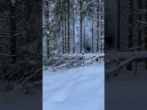 ONE Nordic trädsprängning 1
