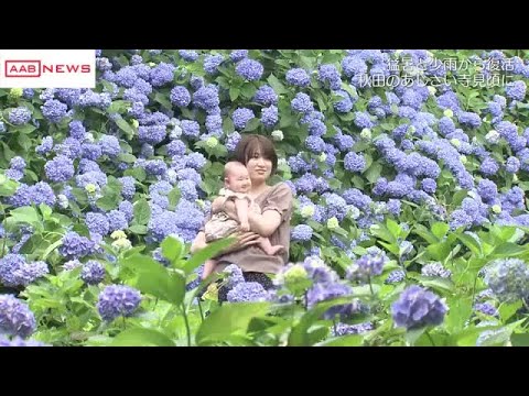 境内に２千株のアジサイ 色鮮やかさを増してゆく…「秋田のあじさい寺」として知られる男鹿市の雲昌寺へ (2025/06/24 19:12)