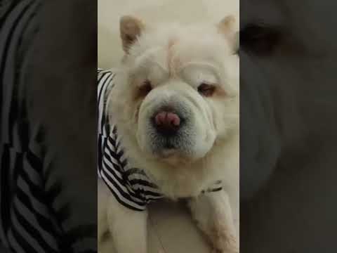 #Lakme #funny #comedy #viral #cute #trending #pets #memes #love #puppy #petlover #pethub 🤣🥲