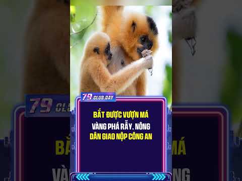 Bắt được vượn má vàng phá rẫy, nông dân giao nộp công an