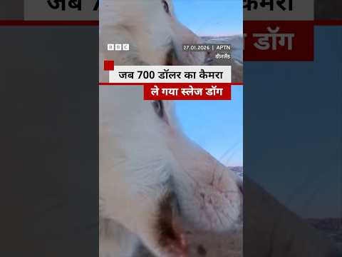 जब 700 डॉलर का कैमरा ले गया स्लेज डॉग #greenland #arctic