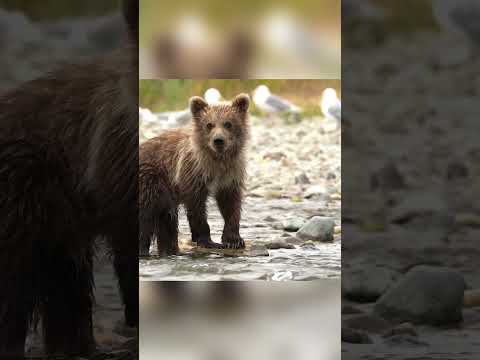 Grizzly bear cub messing about in the river