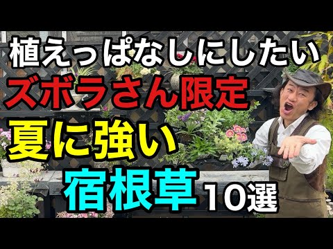 【猛暑にも寒さにも強い】買い直しがいらない宿根草10選　　　　　　　　　　　　【園芸】【ガーデニング】【初心者】