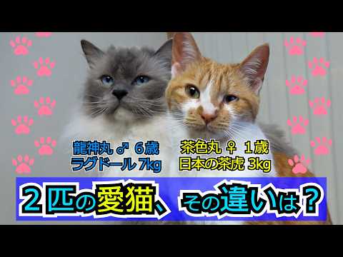 2匹の愛猫、その違いは?【17選】