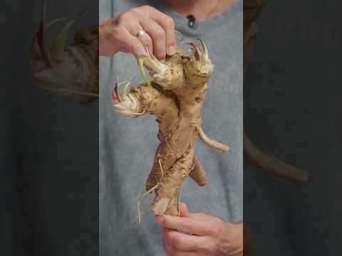 Почувствуй СИЛУ ЗЕМЛИ!