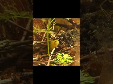 Apistogramma Fry Free Swimming! 