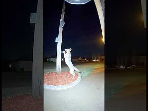 COYOTE Chases CAT Up Pole 😱😰