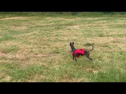 Click to view video Norman the Iggy – Italian Greyhound running in Purbeck Dog Park