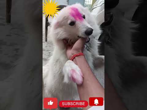 Aliza 😘🥰cute doggies🥰😍 loves pet ☺🥰#shorts #ytshorts #animals #trending #dog#puppy