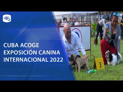 Cuba - Cuba acoge exposición canina internacional