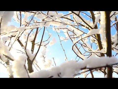 まだまだ雪は多く寒いですが春の訪れを感じました 【こりすのお庭】【2025年2月下旬】｜Coris cooking