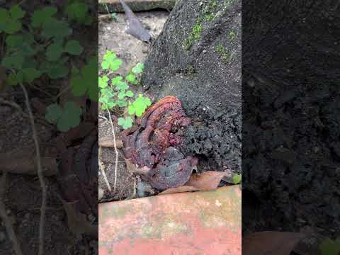 Tai nấm lạ dưới gốc cây lý vườn nhà nội #garden #mushroom #vuonnha #grandfather #family #shorts