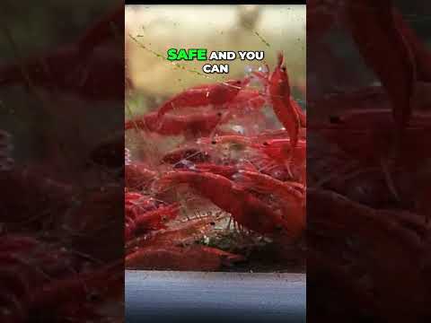 How many cherry shrimp should be kept together? Watch this BEFORE you get Cherry Shrimp. https_//www.youtube.com/watch?v=cE2Oa21I8EY&list=PLf2fDKPyK