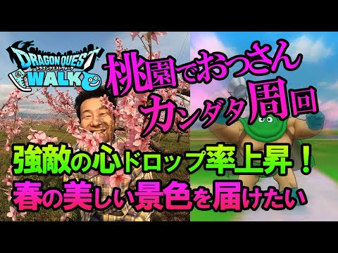 【ドラクエウォーク99】強敵モンスターのこころドロップ率アップ！春の美しい景色の中、桃園でオッサンがカンダタのこころを集める！