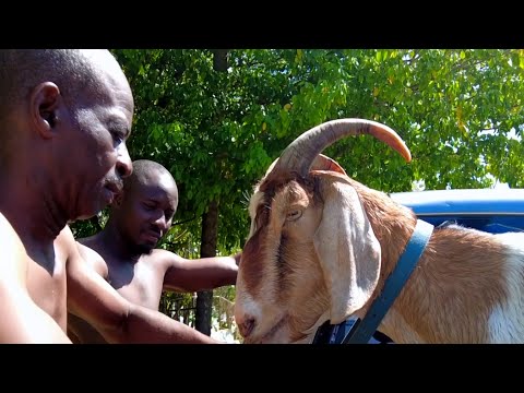I Love Tobago: 'Soft Target' The Champion Goat