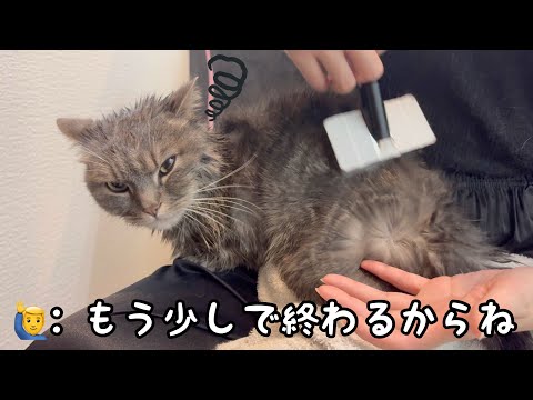 嫌なことをされた猫は飼い主に対してどう感じている？動画で確認 サムネイル