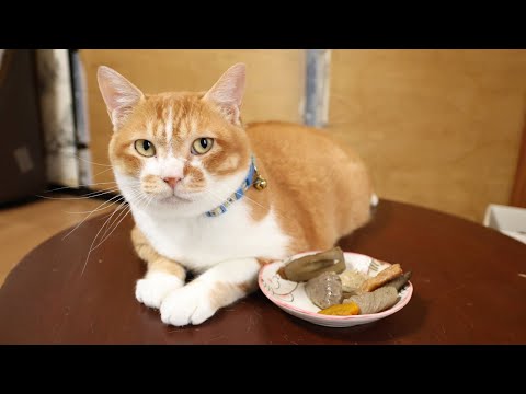 お盆のちゃぶ台で楽しむお煮しめと猫ちゃんの癒しタイム サムネイル