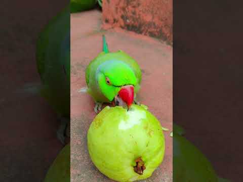 Mithu talking parrot eating fruit 🍓🍑 #talkingparot #petbird #funny #nonstoptalkingparrot #eatingshow