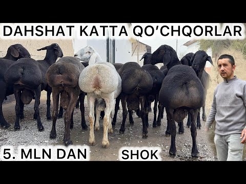 SHOK 😱 5 MLN DAN 100 KG QOCHQORLAR KELDI