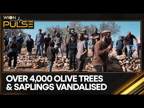 UN: IDF, Israeli Settlers Targeting Palestinian Olive Harvesters | WION Pulse