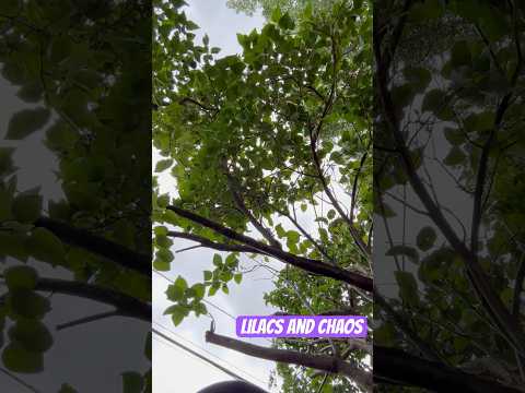 Lilac tree care and chaos of a SAHM #workingseeds #garden #gardeningactivities #colorado #thegrind