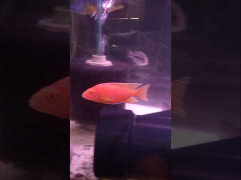 Albino Dragon Blood Peacock 