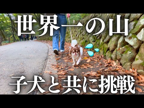 すれ違う人たちに応援されながら世界一の山を登る子犬