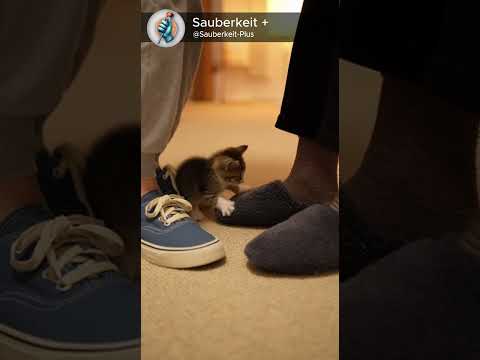 Tiny paws vs giant feet 😹